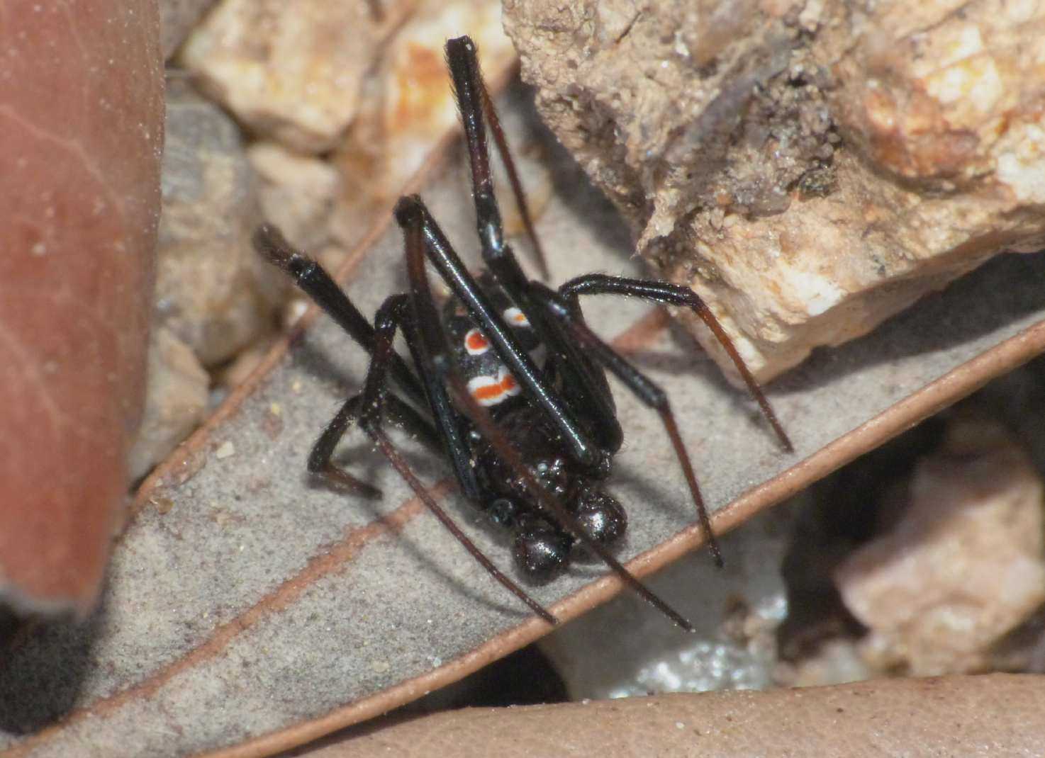 Latrodectus tredecimguttatus: maschi scapoli e ammogliati